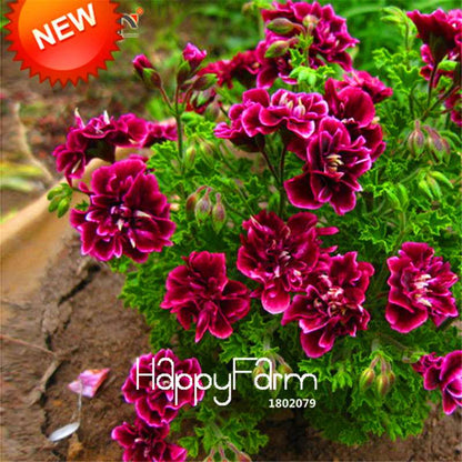 Geranium Seeds - Crimson Flower Petals, Perennial Pelargonium Peltatum for Garden Planting