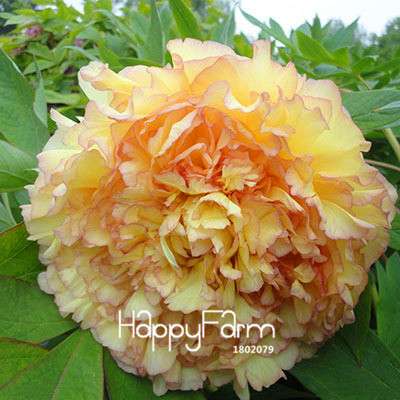 Yellow Peony Seeds for Planting - Potted Bonsai Flower Seeds for Home Garden