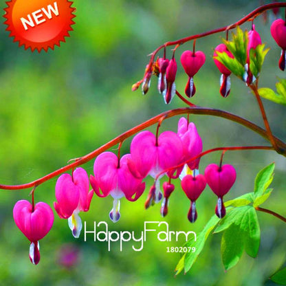 Heart-Shaped Fuchsia Flower Seeds - Vibrant Peach Blooms for Pots & Hanging Baskets
