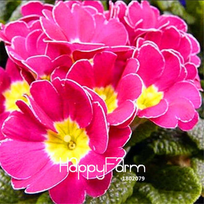 Rare Primrose Seeds (Primula Malacoides) - Easy to Grow Bonsai Flower Seeds for Home Garden