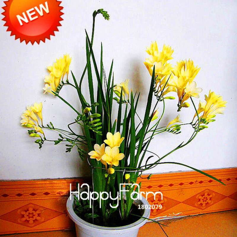 Freesia Seeds - Fragrant, Colorful Flowers for Your Garden | Easy to Grow