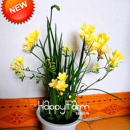 Freesia Seeds - Fragrant, Colorful Flowers for Your Garden | Easy to Grow