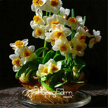 Double Petal Pink Daffodil Bonsai Seeds - Aquatic Plant Seeds for Home Garden
