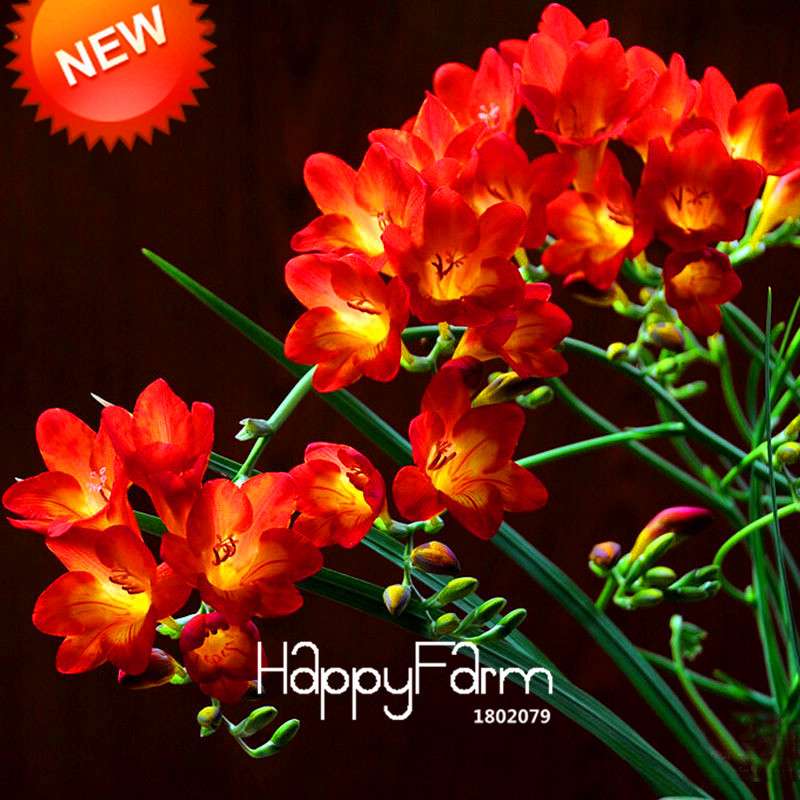 Red Freesia Seeds - Vibrant Potted Orchid Flowers for Home Garden Planting (USA Shipping)