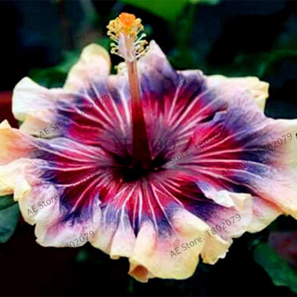 24-Color Giant Dinnerplate Hibiscus Seeds - Perennial Flower for Home, Bonsai & Garden Planting