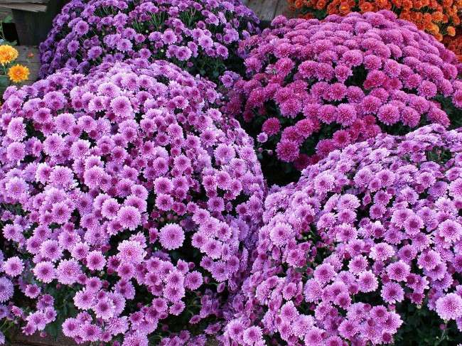 Perennial Daisy Seeds - Hardy Ground Cover Chrysanthemum for Home Garden & Bonsai Planting