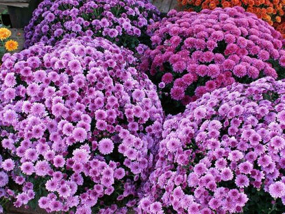 Perennial Daisy Seeds - Hardy Ground Cover Chrysanthemum for Home Garden & Bonsai Planting
