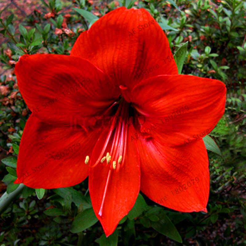 Vibrant Amaryllis Flower Seeds - High Germination, Easy to Grow, Hippeastrum Rutilum