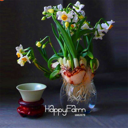 Double Petal Pink Daffodil Bonsai Seeds - Aquatic Plant Seeds for Home Garden
