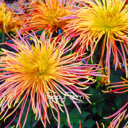 Fragrant Chrysanthemum Seeds - Colorful Bonsai Flower Seeds for Home Garden Planting