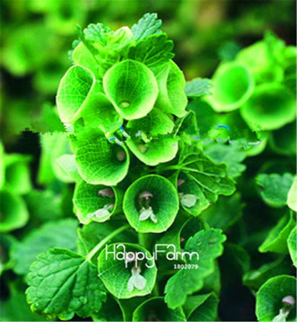 Fritillaria Foxglove Seeds - Potted Bonsai Garden Kit for DIY Home Planting | Premium Quality