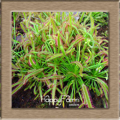 Sundew Seeds - Carnivorous Plant for Bonsai & Garden | Easy-Grow Potted Houseplant