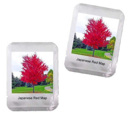Japanese Red Maple Tree Seeds - Vibrant & Beautiful, Professional Pack, Unique Gift Idea