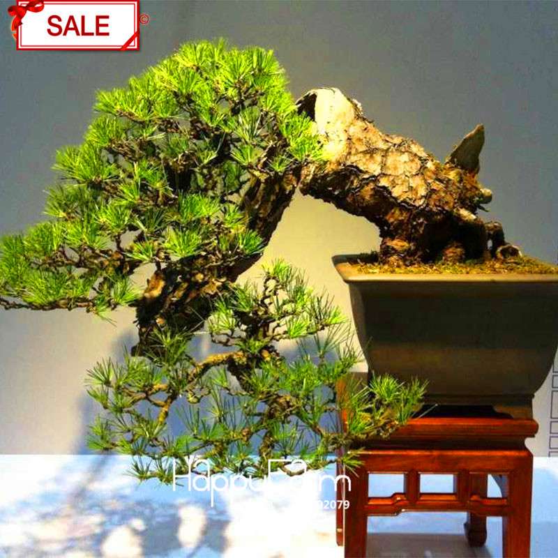 Cypress Bonsai Seeds - Chinese Sabina Chinensis, DIY Ornamental Plants for Home & Garden