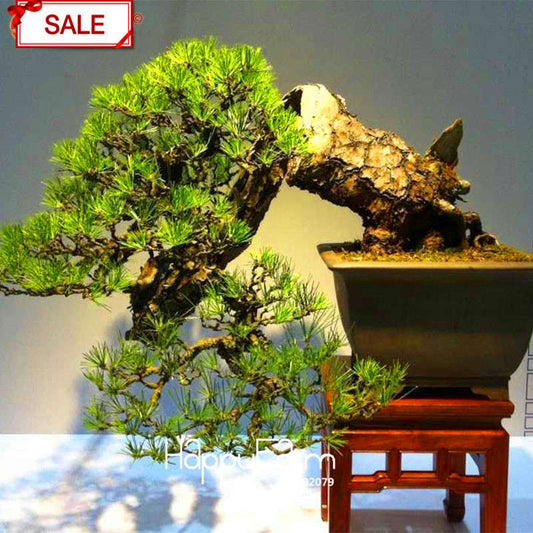 Cypress Bonsai Seeds - Chinese Sabina Chinensis, DIY Ornamental Plants for Home & Garden