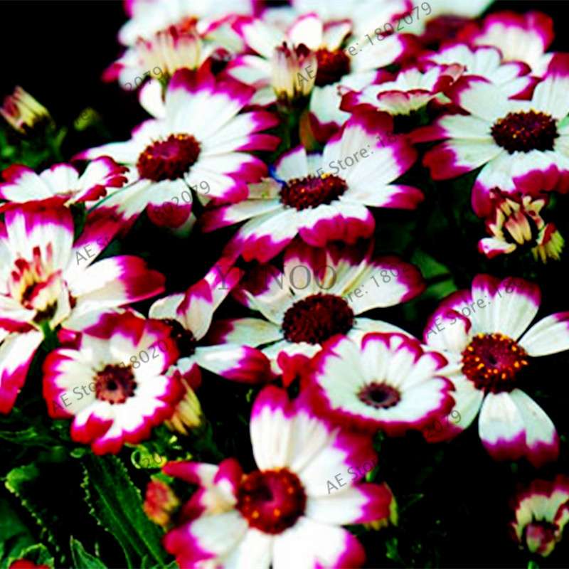 Cineraria Flower Seeds - 23 Colorful Bonsai Varieties for Home & Garden DIY Planting