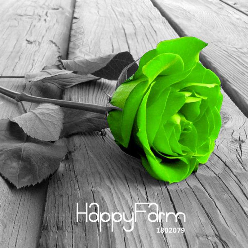 Golden Rose Seeds - Strong Fragrant Chinese Green Rose for Garden