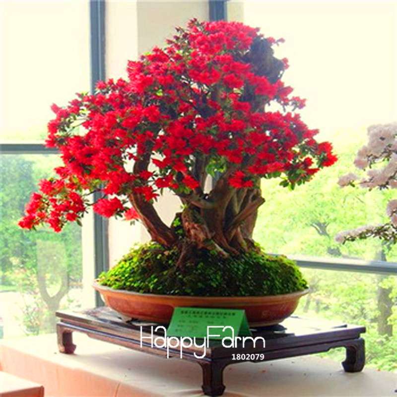 Cherry Blossom Seeds - Easy to Grow Sakura Bonsai Tree for Home Garden, Perennial Flower Like Azalea