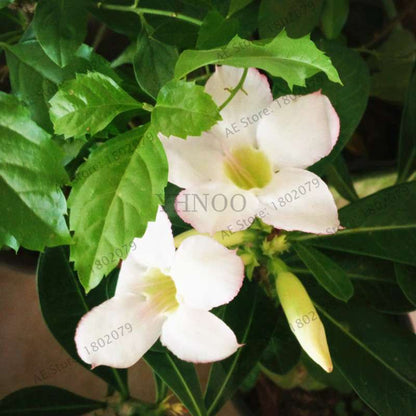 Exotic Mixed Colors Desert Rose Seeds - Fire Red Heart Bonsai, for Home Garden
