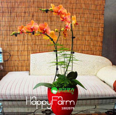 Phalaenopsis Orchid Seeds - Free Shipping, Easy Indoor Planting, Fresh Flowers