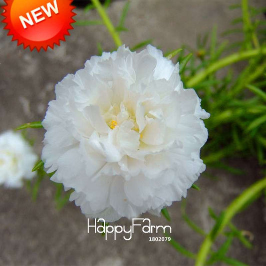 White Portulaca Seeds - Potted Bonsai Flower Garden Plants, Purslane & Scutellaria Barbata Seeds for Home Gardening