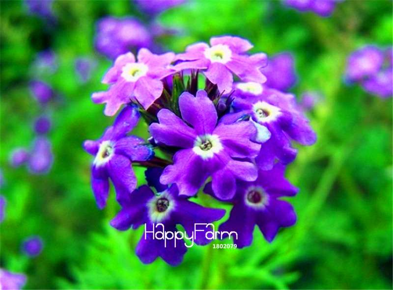 Colorful Verbena Hybrida Seeds - Vibrant Bonsai Flower Seeds for Home Garden Planting