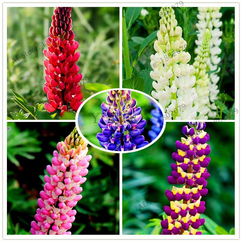 Rainbow Lupine Seeds - Colorful, Easy to Grow Flower Seeds for Garden | Fast Shipping