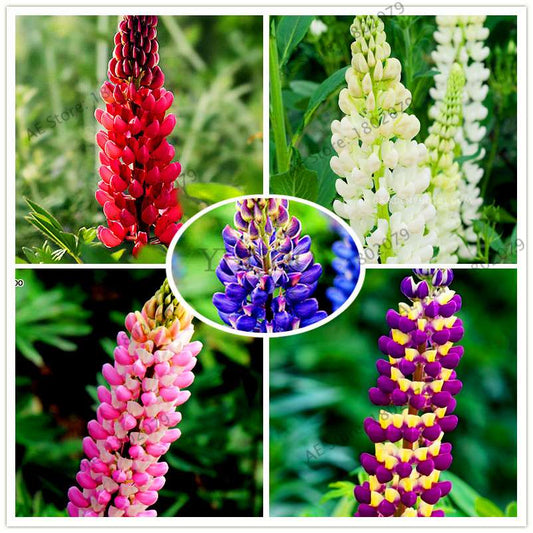 Rainbow Lupine Seeds - Colorful, Easy to Grow Flower Seeds for Garden | Fast Shipping