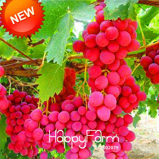 Rose Red Grape Seeds - Natural, Delicious Fruit Plants for Home Gardening