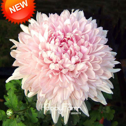 Pink Chrysanthemum Seeds - DIY Garden Flowers for Pots | Easy-Grow Morifolium