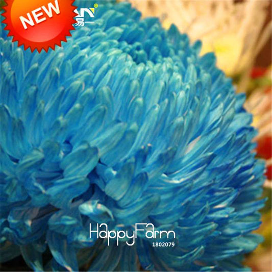 Rare Blue Chrysanthemum Seeds | Stunning DIY Garden Flowers | Fast-Growing Potted Plants for Home