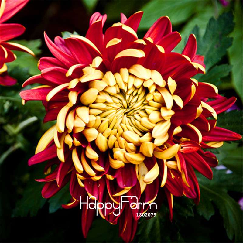 Orange Chrysanthemum Fireworks Flower Seeds - Bonsai Balcony Garden, Fast Shipping USA