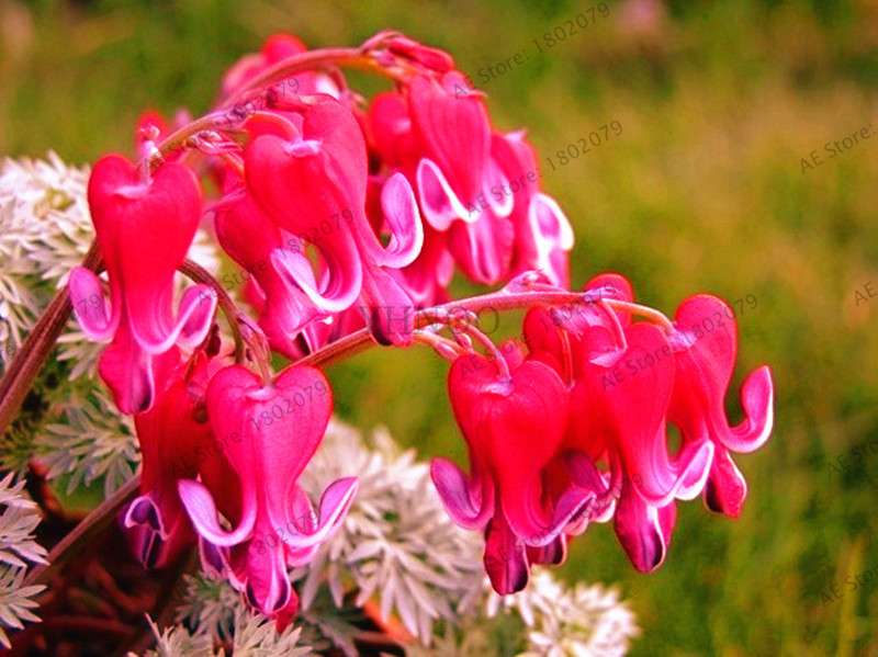 Bleeding Heart Seeds (Dicentra Spectabilis) - Orchid Seeds for Pots & Cottage Gardens