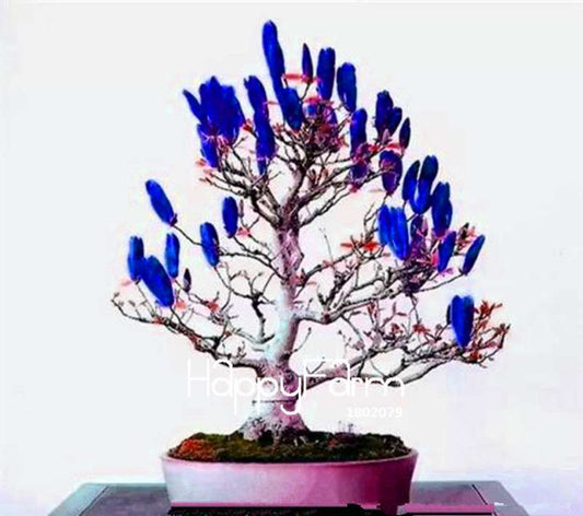 Magnolia Flower Seeds for Planting - DIY Home Garden, Ornamental Tree Seeds