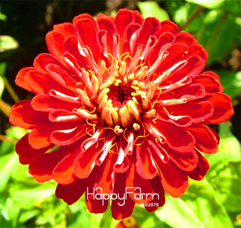 Premium Zinnia Seeds Mix - 24 Varieties, - Rare Colorful Flowers for Indoor & Outdoor Gardens
