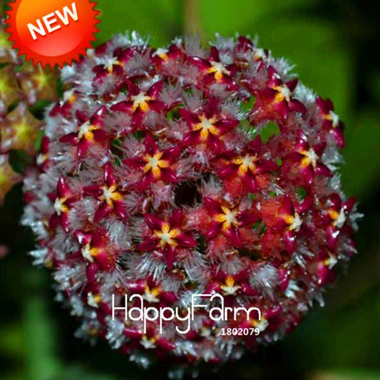 Dark Hoya Carnosa Seeds - Fresh Balcony Potted Flowers, Orchid Seed Mix for Home Gardening