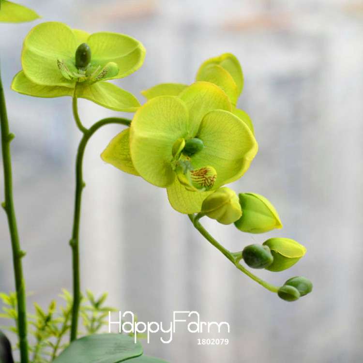 Green Orchid Bonsai Seeds - Air Purifying Phalaenopsis Orchids for Home & Office