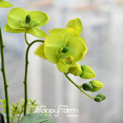 Green Orchid Bonsai Seeds - Air Purifying Phalaenopsis Orchids for Home & Office