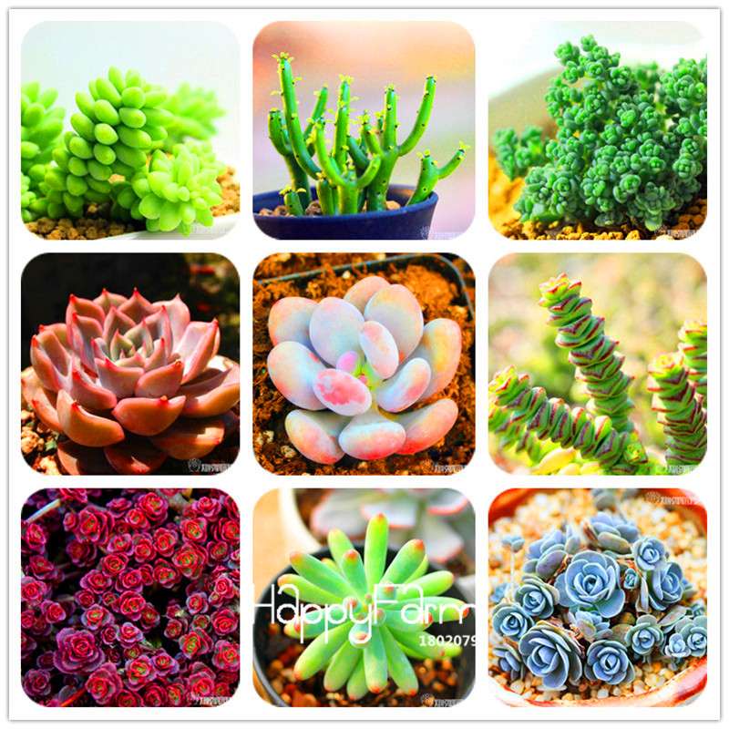 99 Rare Succulents & Lithops Seeds - Exotic Bonsai Plants, - Unique Office & Home Garden