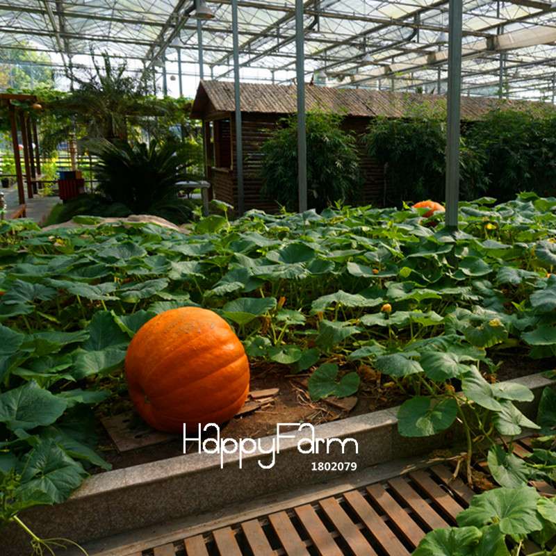 Organic Giant Pumpkin Seeds - Anti-Cancer, Garden Vegetables, Non-GMO, USA Shipping