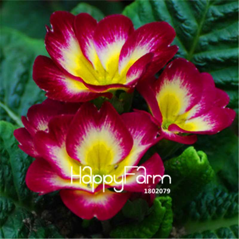 Rare Primrose Seeds (Primula malacoides) - Europe Bonsai Flower Seeds for Home Garden & Outdoor Planting