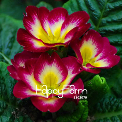 Rare Primrose Seeds (Primula malacoides) - Europe Bonsai Flower Seeds for Home Garden & Outdoor Planting