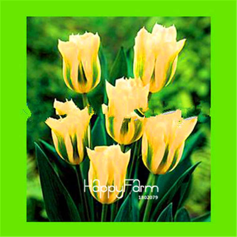 Dutch Tulip Flower Seeds - Potted Bonsai for Home & Garden Planting