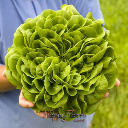 Italian Lettuce Seeds - Easy to Grow, Delicious & Fresh for Salads, Home Garden DIY, Professional Pack