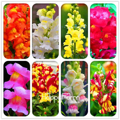 Rare Black Rose Snapdragon Seeds - Exotic Death Flower Plant for Garden