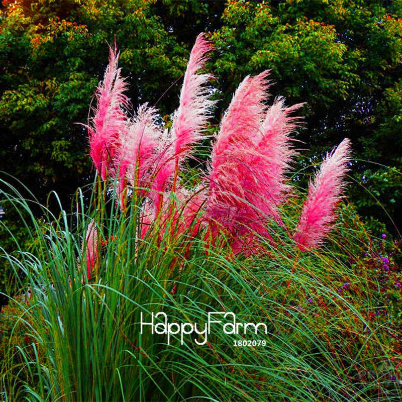 Pampas Grass Seeds - Beautiful Cortaderia for Home Garden Planting | Fast-Growing Flower Seeds