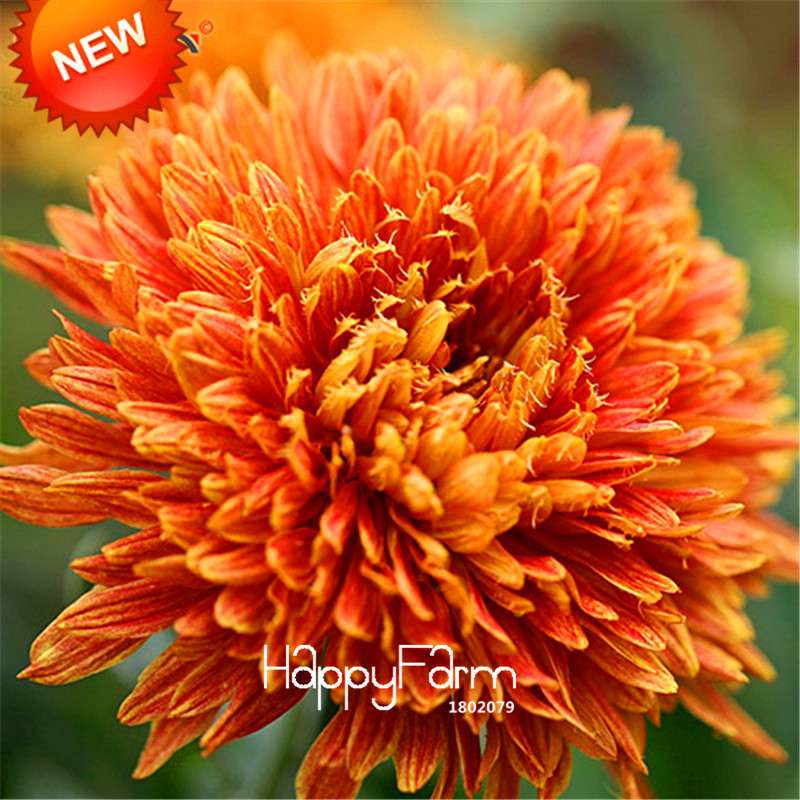 Orange Chrysanthemum Fireworks Flower Seeds - Bonsai Balcony Garden, Fast Shipping USA