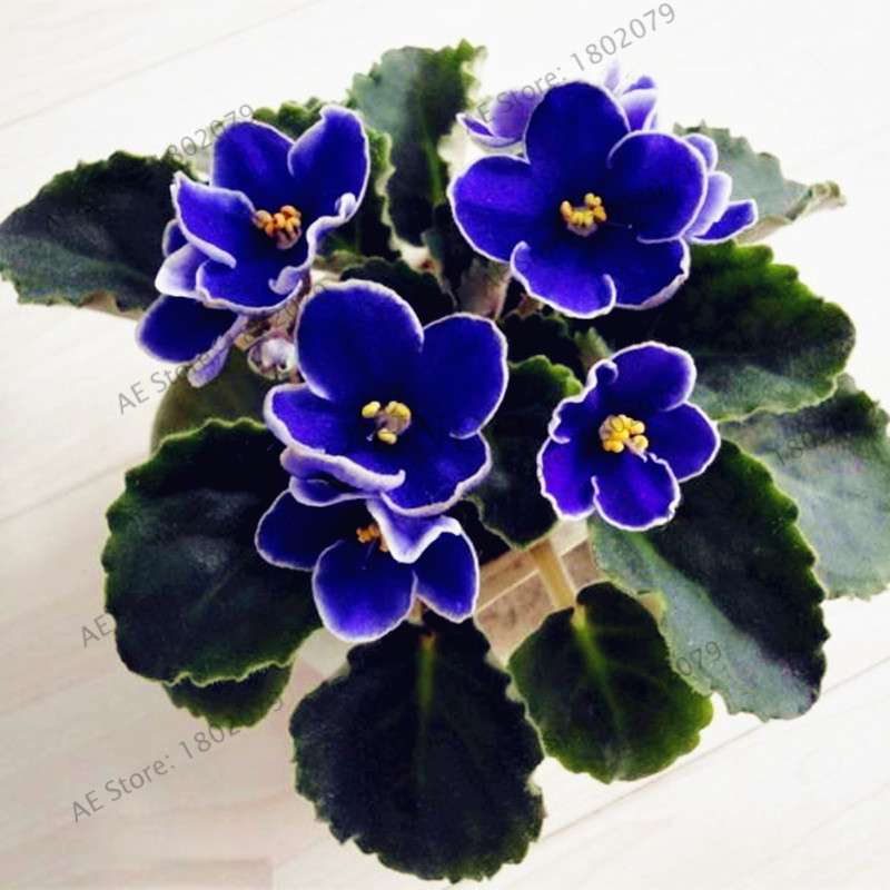 Violet Matthiola Incana Seeds - Easy-Grow Perennial Flower Seeds for Home & Garden Planting