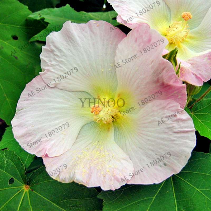 Colorful Bonsai Hibiscus Seeds - Perennial Flower for Home Garden Planting, Hibiscus Mutabilis