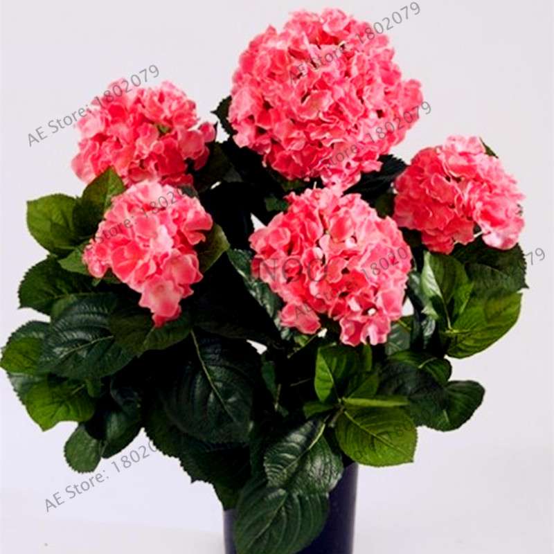 Hydrangea Bonsai Seeds - Perennial Wedding Flowers for Home & Garden - Easy to Grow